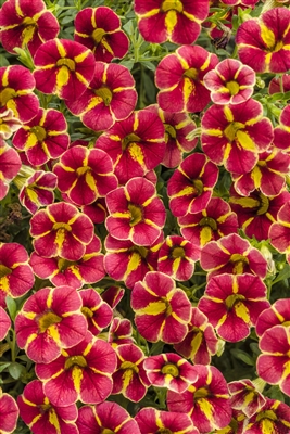 Calibrachoa Superbells&reg; Cardinal Star