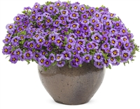 Calibrachoa Superbells&reg; Evening Star