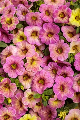 Calibrachoa Superbells Prism Pink Lemonade