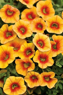 Calibrachoa Superbells&reg; Apricot Punch