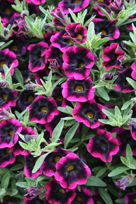 Calibrachoa Superbells&reg; Blackberry Punch