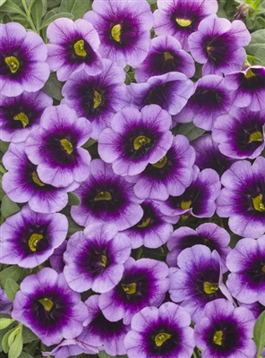 Calibrachoa Superbells Blue Moon Punch