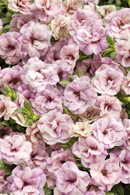 Calibrachoa Superbells Double Orchid