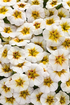 Calibrachoa Superbells&reg; Frostfire