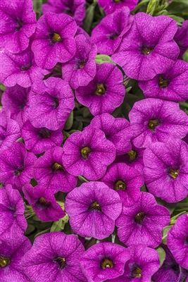 Calibrachoa Superbells&reg; Garden Rose