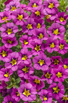 Calibrachoa Superbells Hollywood Star