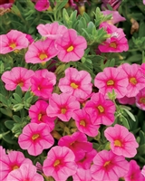 Calibrachoa Superbells&reg; Pink