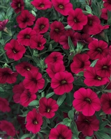 Calibrachoa Superbells&reg; Red