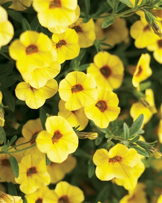 Calibrachoa Superbells&reg; Saffron