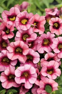 Calibrachoa Superbells&reg; Strawberry Punch