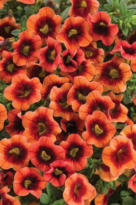 Calibrachoa Superbells Tangerine Punch