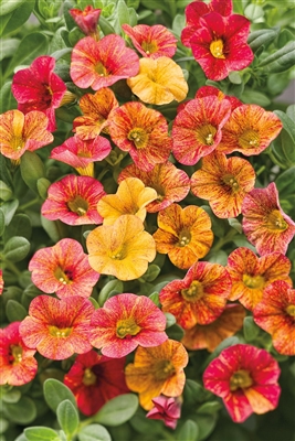 Calibrachoa Superbells&reg; Tequila Sunrise