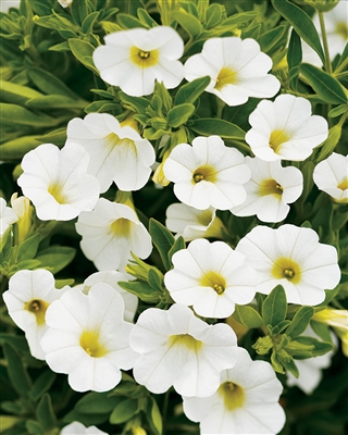 Calibrachoa Superbells&reg; White