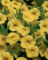 Calibrachoa Superbells&reg; Yellow