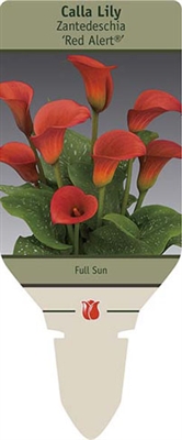 Calla Lily Zantedeschia 'Red Alert'