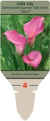 Calla Lily Zantedeschia 'Zazu'