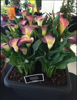 Calla 'Nashville' Zantedeschia