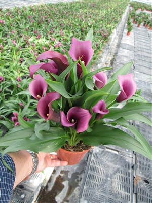 Calla 'Paco' Zantedschia