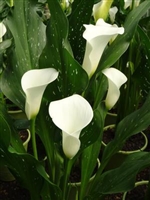 Calla 'SiberiaÂ®'