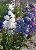 Campanula Bellflower Cup and Saucer Mix
