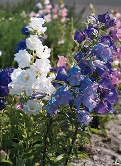 Campanula Bellflower Cup and Saucer Mix