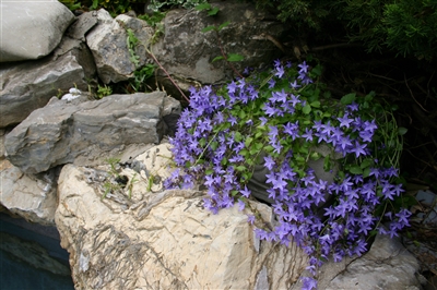 Campanula Carpatica 'Blue Waterfall'