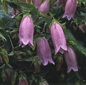 Campanula punctata Bellflower