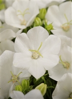 Campanula Carpatica 'Rapido White'