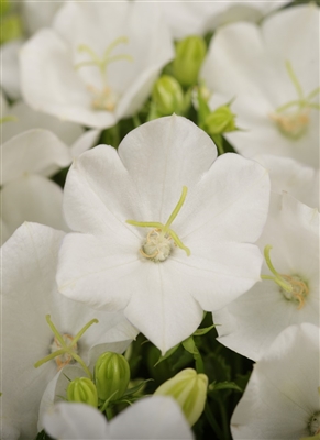 Campanula Carpatica 'Rapido White'