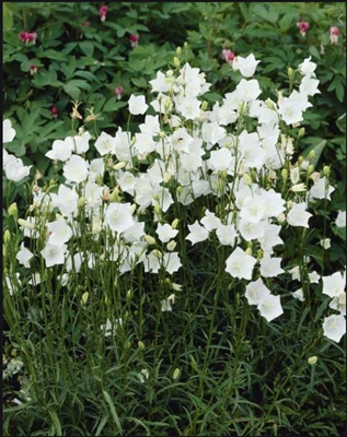 Campanula Persicifolia 'Takion White'