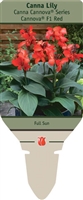 Canna Lily generalis 'Cannova&reg; F1 Red'