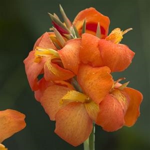 Canna Lily generalis 'Cannova Orange
