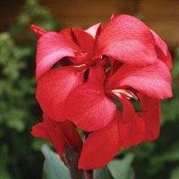 Canna Lily generalis 'Cannova Rose
