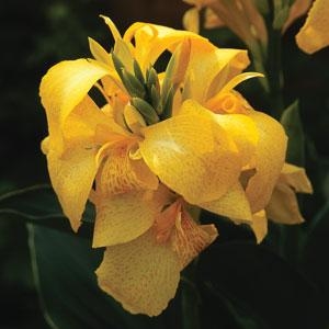 Canna Lily generalis 'Cannova Yellow