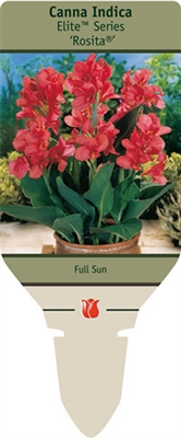 Canna Lily indica 'Rosita&reg;'