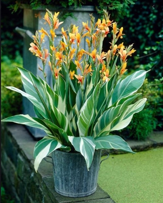 Canna 'Stuttgart' Canna Lily