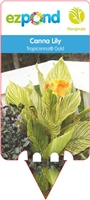 Canna Lily hybrid 'Tropicanna&reg; Gold'