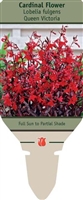 Cardinal Flower Lobelia fulgens 'Queen Victoria'