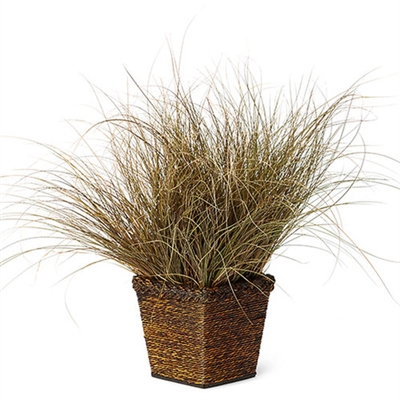 Carex flagellifera Toffee Twist Sedge