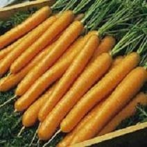 Carrots