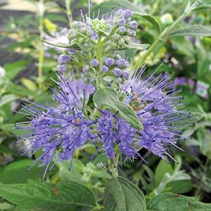 Caryopteris Clandonensis 'Dark Knight'