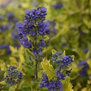 Caryopteris Hybrida 'Gold Crest' Blue Spirea