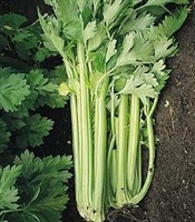 Celery