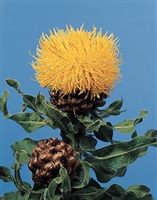 Globe Centaurea