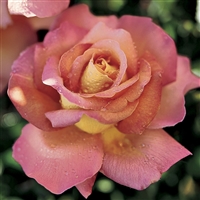 'Chicago Peace' Hybrid Tea Rose