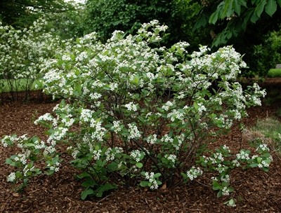 Black Chokeberry Aronia Melanocarpa 'Iroquois Beauty'