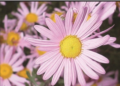 Chrysanthemum Rubellum Clara Curtis