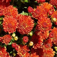 Chrysanthemum Dendranthema 'Igloo Harvest' Garden Mum