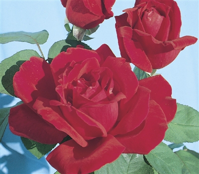 Chrysler Imperial Hybrid Tea Rose