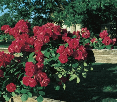 Cl Blaze Climbing Rose